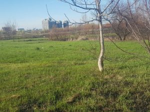 iarba creste fara frica parcul natural vacaresti