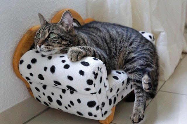 sindromul burnout pisica pe canapea